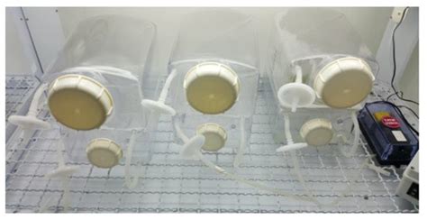 Temporary Immersion System for Production of Biomass and Bioactive ...
