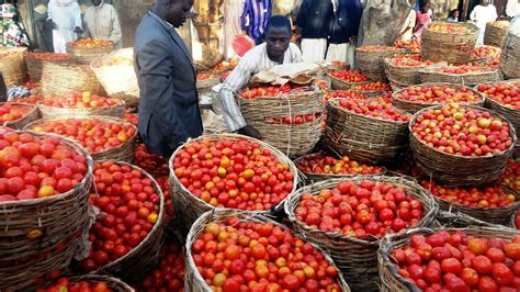 CMV and ToMV virus hit tomato crop in Maharashtra and Karnataka