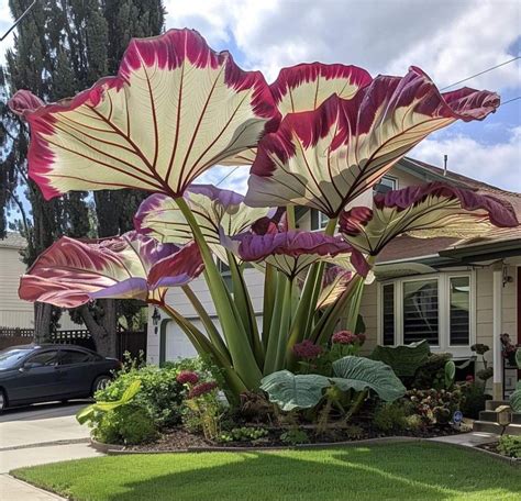 Pin by Rita Sturiale on Gardens | Plants, Exotic plants, Elephant ears