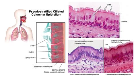 Pseudostratified Ciliated Columnar Epithelium Solved (a) Survey