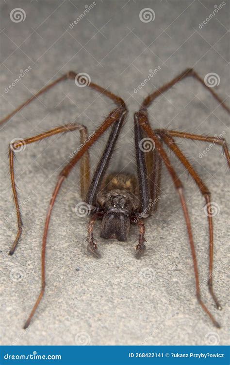 Giant House Spider Bite Symptoms Uk at Linda Green blog