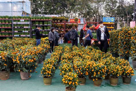 Visit the Flower Market in New Year 的图像结果