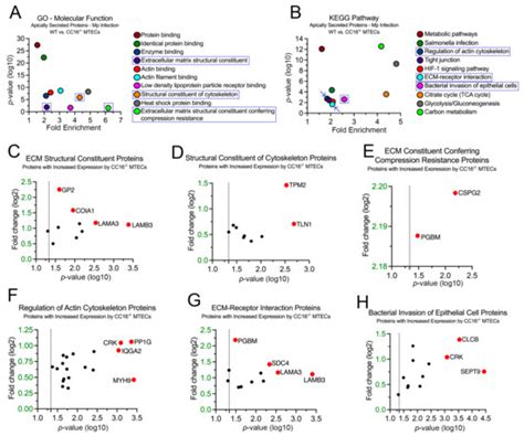 The Impact of CC16 on Pulmonary Epithelial-Driven Host Responses during ...