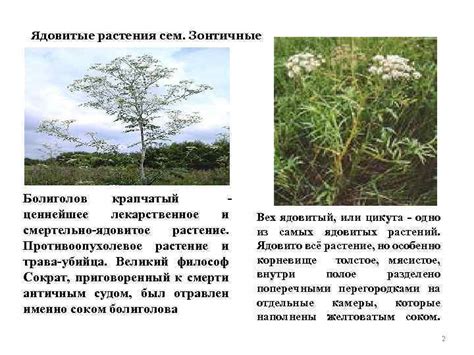 Семейство Зонтичные Umbelliferae или Сельдерейные Apiaceae Родов