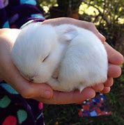 Image result for baby bunny sleeping