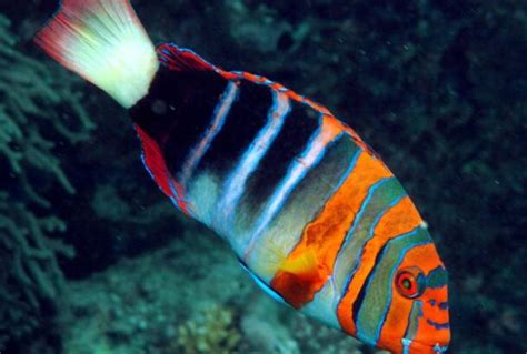 Image result for Rare Colorful Fish