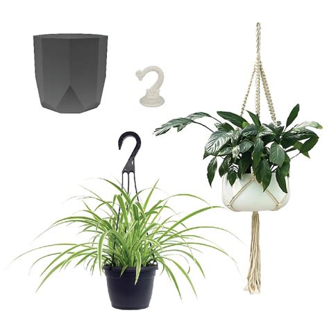 Shop Altman Plants Altman Plants Low-Maintenance Pet-Friendly 1.3-Quart ...