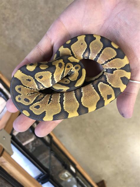 Image result for Baby Python Handling