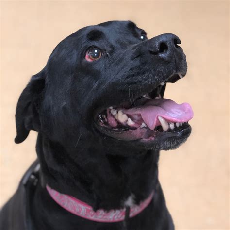 HUMANE SOCIETY WATERVILLE AREA - Waterville ME - Hours, Directions ...