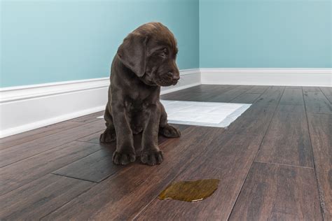 Cleaning Up Dog Pee On Wood Floors - Stout Robert