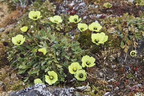 Arctic Tundra Plants In Winter