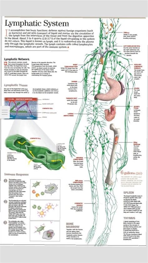 Image result for How Lymphatic System Works