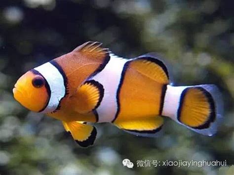 鱼类图集：小丑鱼 - 每日头条