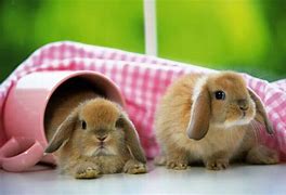 Image result for Cute Little Baby Bunny