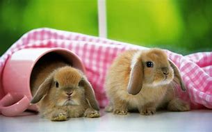 Image result for Pic of a Cute Bunny