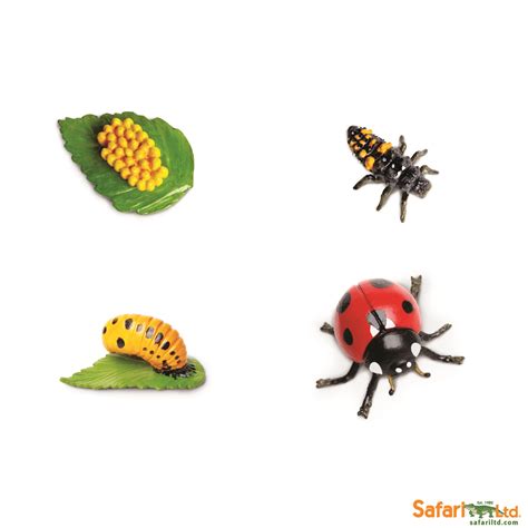 Asian Lady Beetle Life Cycle - MilanniaKya