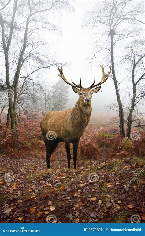 Red Deer Stag in Foggy Autumn Forest Landscape Stock Image - Image of ...