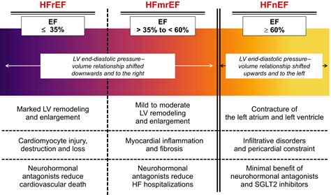 Left Ventricular Ejection Fraction in Heart Failure: Crazy, Stupid Love ...