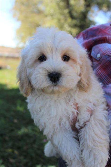 Image result for Cockapoo Waffle Dog