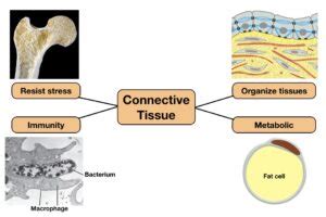 Examples of Connective Tissue and Their Functions