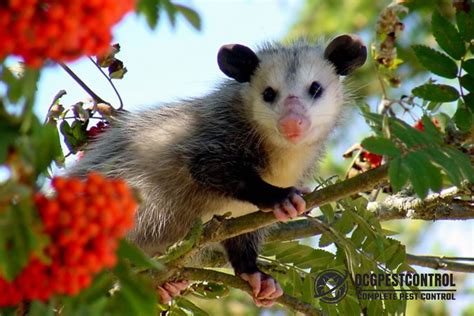 What Do Possums Eat? - Ocg Pest Control & Termite Prevention Services ...
