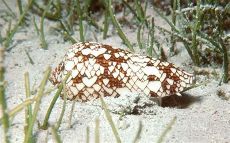 Image result for Cone Shell Venom