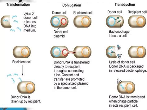 Image result for Types of Genetic Engineering