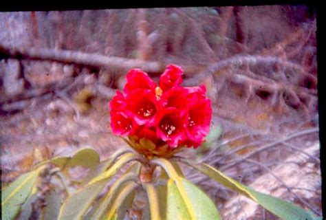 Destination Uttarey :: Photo Gallery, Glimpses of Uttarey