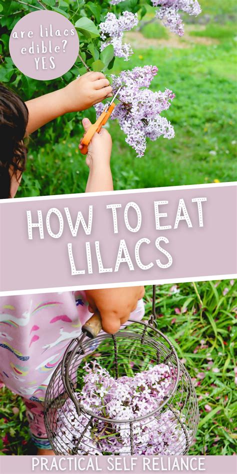 How to eat lilacs and other ways to use them – Artofit