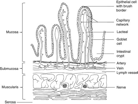 Image result for Small Intestine Epithelial Cells