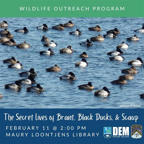 The Secret Lives of Brant, Black Ducks, and Scaup, Maury Loontjens ...