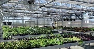 give the answer:visit nursery located in near your locality ask the ...