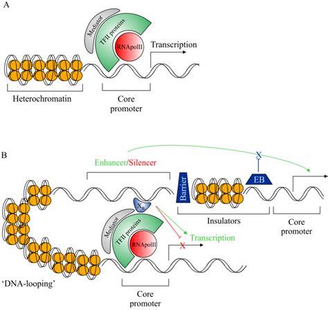 Understanding the Dynamics of Gene Regulatory Systems; Characterisation ...