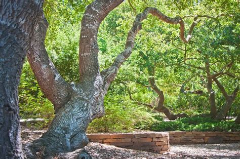 Landscape Trees - Landscaping Network