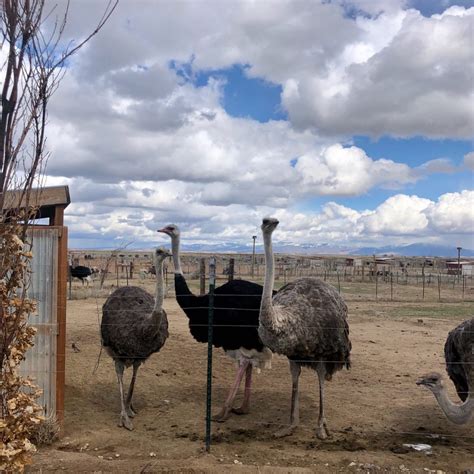 Rooster cogburn ostrich ranch – Artofit