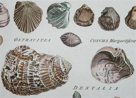 Image result for Shell Drawing Sheet