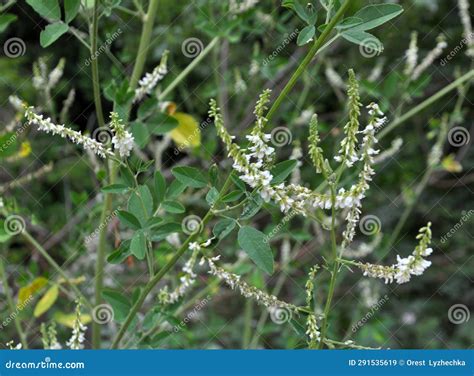 In Nature, the Honey-bearing Plant White Melilot (Melilotus Albus) Blooms Stock Image - Image of ...