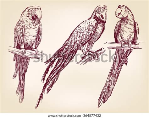 Image result for Simple Hand Drawn Parrot