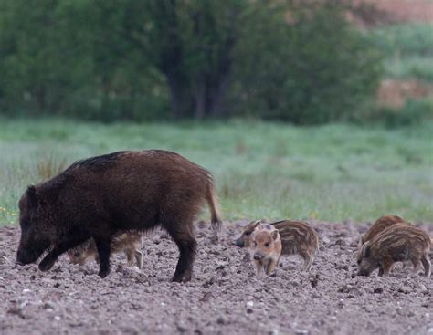 ASP in Hessen: Sperrzone III aufgehoben - Erleichterung für ...