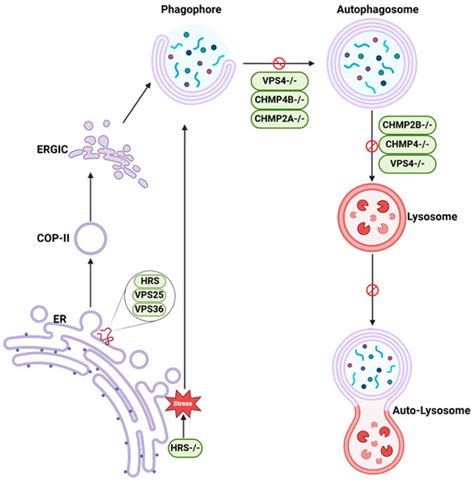 ESCRT Machinery in HBV Life Cycle: Dual Roles in Autophagy and Membrane ...