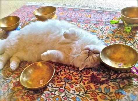 Family Friendly Cats & Sound Crystal Singing Bowl Expierence Inside Cat ...