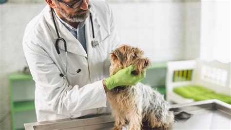 Bacterial Infection (Streptococcus) in Dogs | PetMD