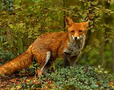 Image result for Fuchs