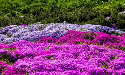 Creeping Phlox Seeds: Plant and Grow This Flowering Ground Cover! - A-Z ...