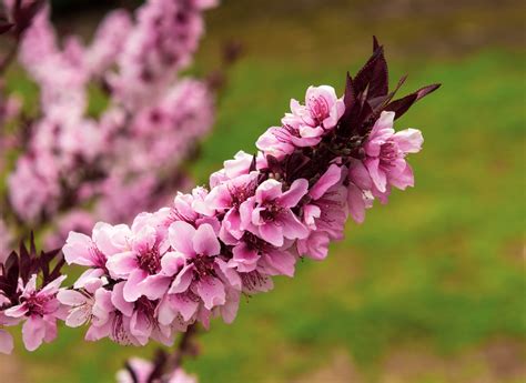 Nectarine tree (Prunus persica nucipersica) - Peach tree - A plant guide