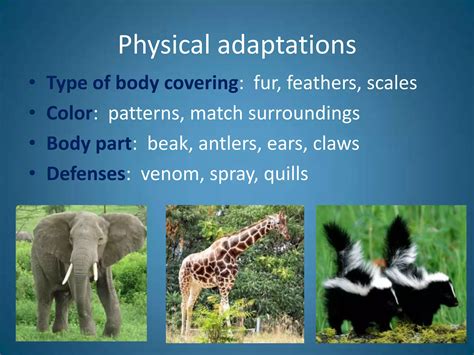 Animal adaptations introduction | PPTX