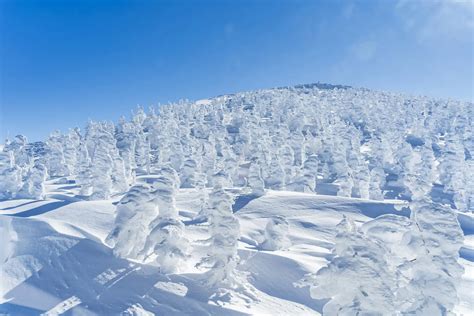 Yamagata’s famous winter scenery! A travel guide to fully enjoy the Zao Juhyo (Snow Monsters ...