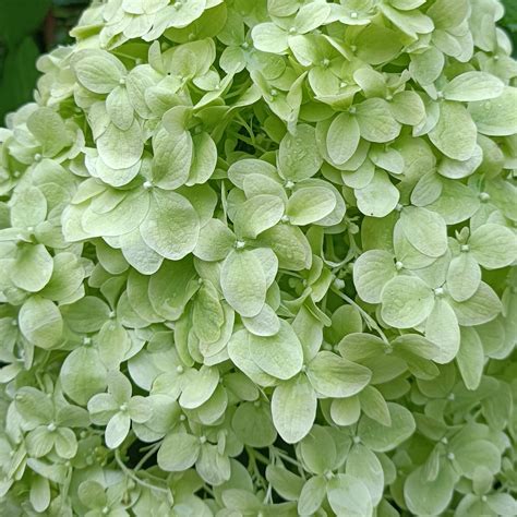 Hydrangea paniculata 'Limelight' — Plants For Design