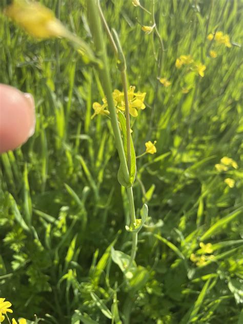 I just made a post asking if this is wild mustard plant.. : r/foraging