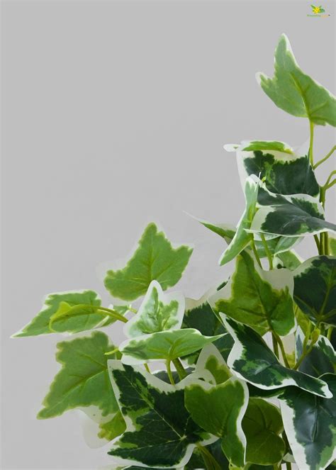 Ivory Elegance Bettina Ivy Plant for Decor | with Basic Pot | 48.3 cm ...